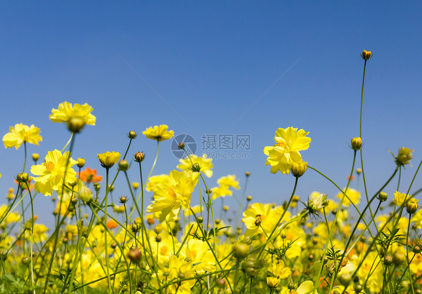 黄色宇宙花朵雏菊公园植物群花瓣森林植物天空叶子季节草地图片