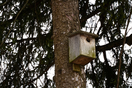 树上木木木鸟屋野生动物房间蓝色鸟类鸟巢鸟舍木头房屋白色盒子背景图片