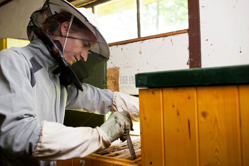 养蜂员在甲板上工作 持有一个蜂窝架养蜂业农场职业面纱生产女王爱好昆虫蜜蜂蜂蜜图片