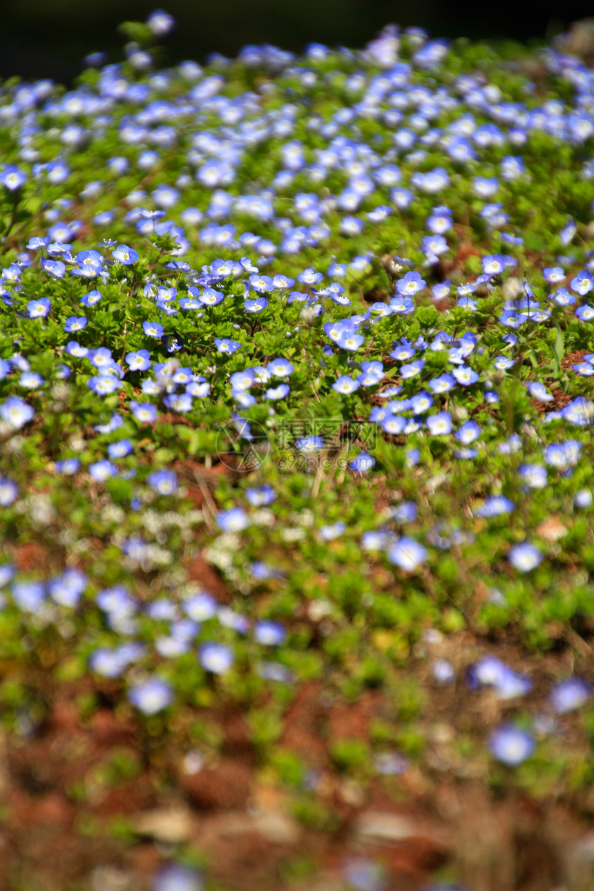草地上的近代氏花朵绿色黄色花园季节肌炎植物白色野花蓝色叶子图片
