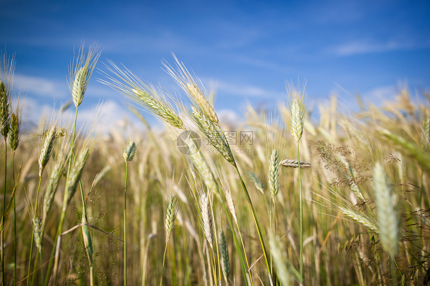 在农场种植的几乎成熟的大麦耳食物天空收获蓝色生长小麦营养季节玉米耳朵图片
