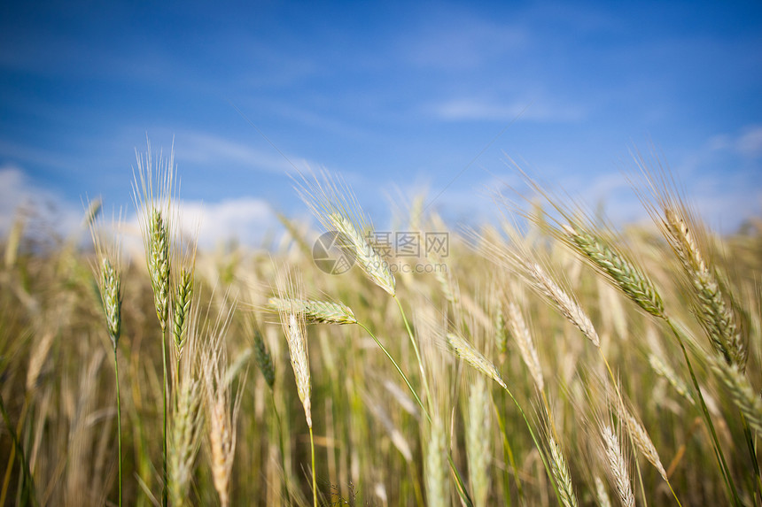 在农场种植的几乎成熟的大麦耳场地食物稻草收获季节收成营养种子小麦天空图片