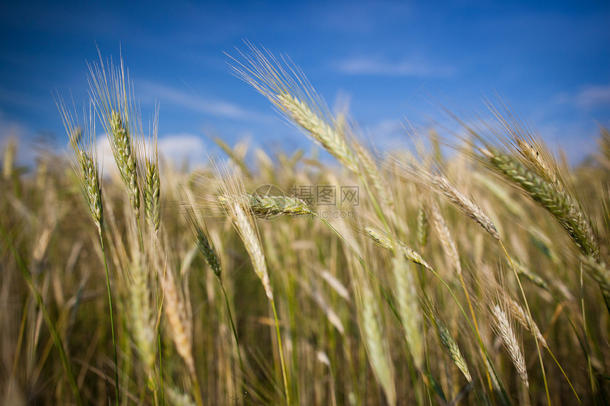 在农场种植的几乎成熟的大麦耳食物粮食收成稻草小麦面包场地烘烤营养种子图片