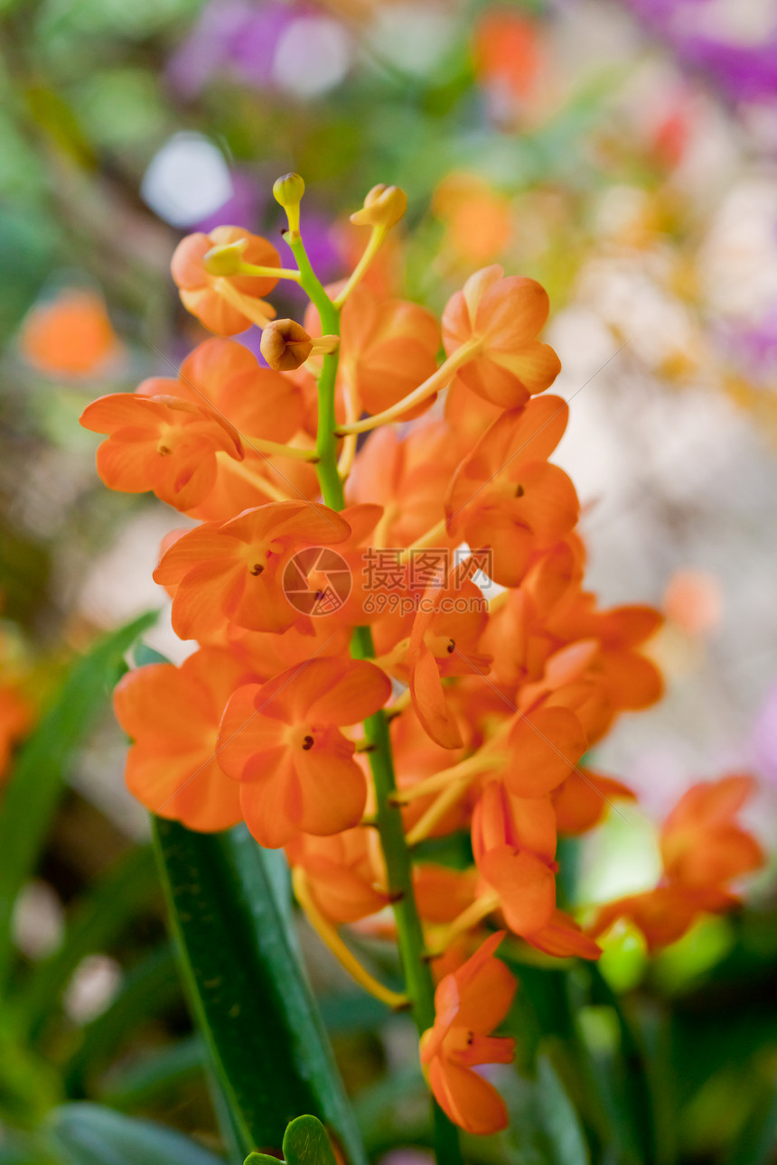 美丽的兰花花瓣植物学紫色风格热带花园植物植物群农村叶子图片