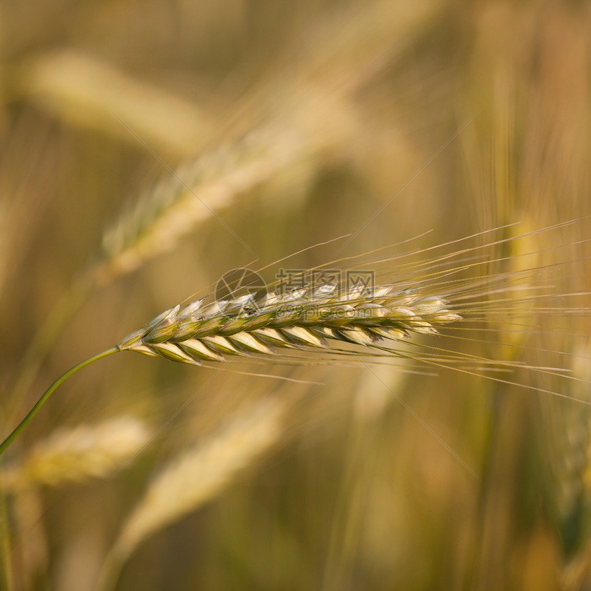 在田野种植的成熟大麦耳小麦培育玉米粮食场地天空烘烤麦田耳朵蓝色图片
