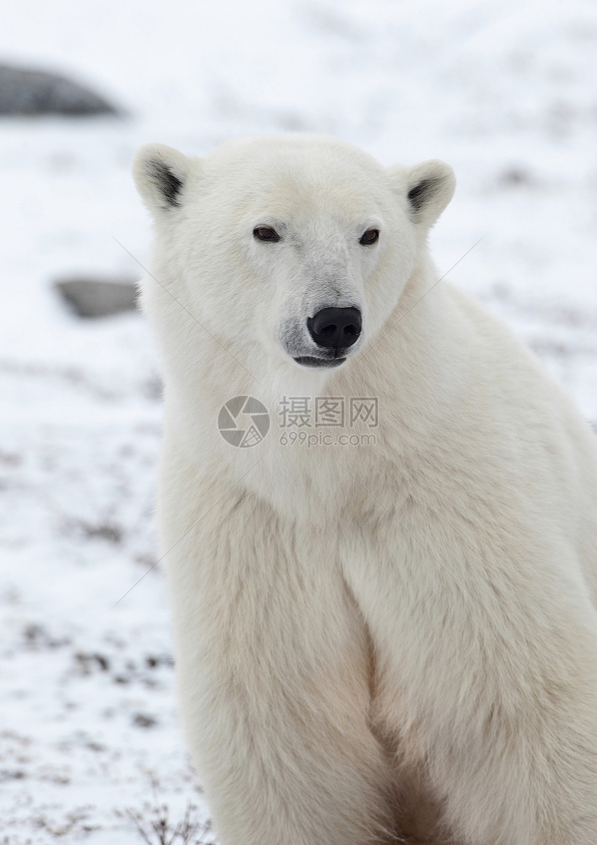 北极熊的肖像童年蓝色天气荒野海事捕食者危险野生动物濒危鼻子图片