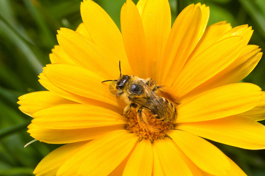 b 黄花上的大黄蜂花粉花园昆虫黄色绿色花瓣植物翅膀蜜蜂熊蜂图片