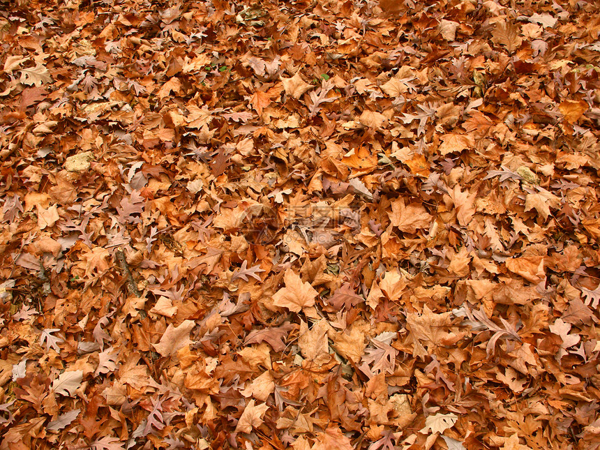 秋余叶背景叶子场景地面树叶风景栖息地植物环境荒野地形图片