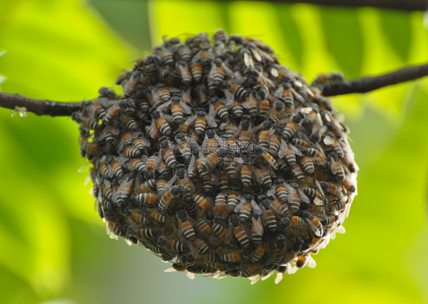 蜜蜂领导梳理养蜂人蜂蜜六边形花粉细胞权威药品金子图片