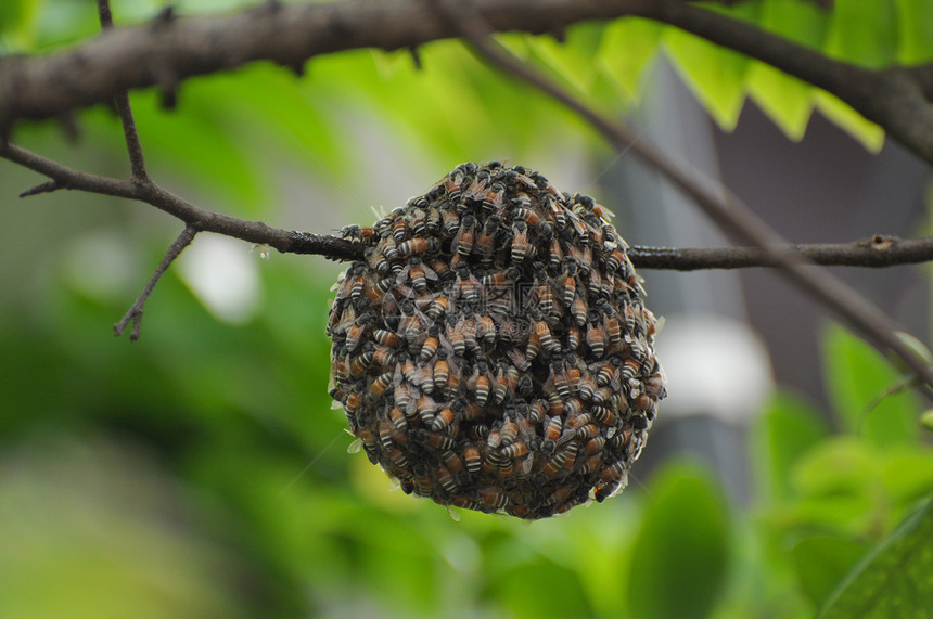 蜜蜂权威领导花粉宏观蜂蜜蜂窝表扬药品金子梳理图片