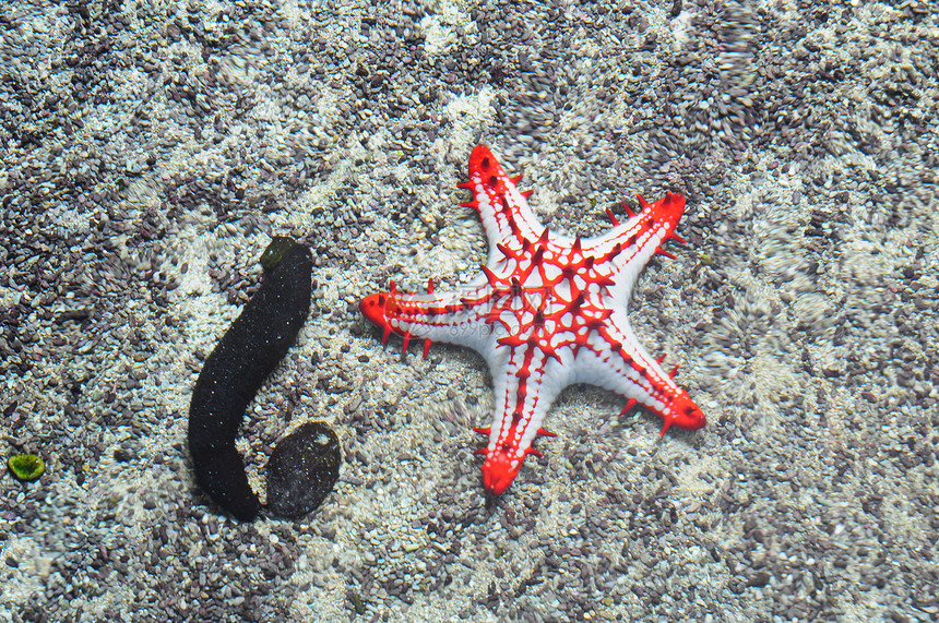 星鱼蓝色生活射线殖民地太阳海洋勘探潜水员珊瑚假期图片