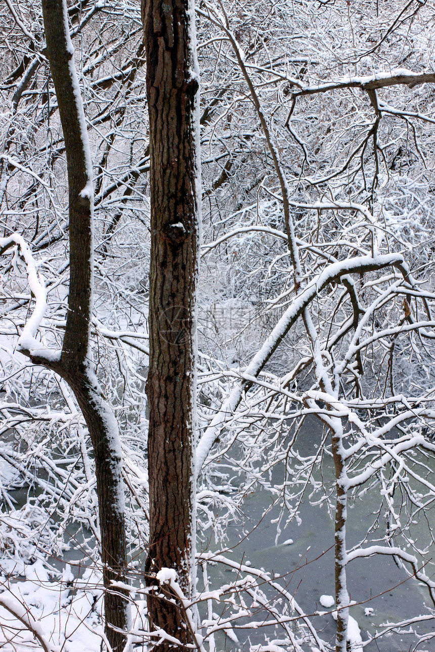 伊利诺斯州栖息地寒冷仙境风景风暴树木旅行生态岩石寒意图片