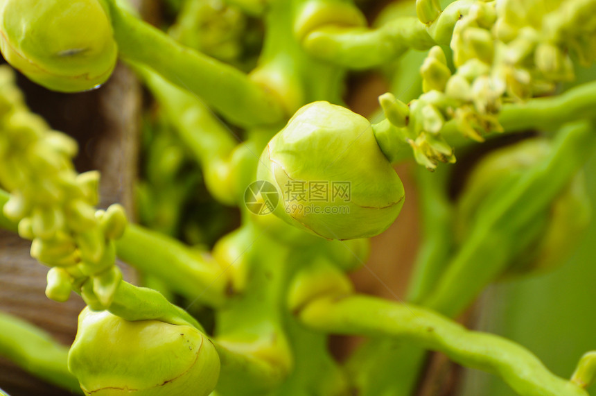 婴儿椰子树干蔬菜花园假期异国气候植物学热带植物农场图片