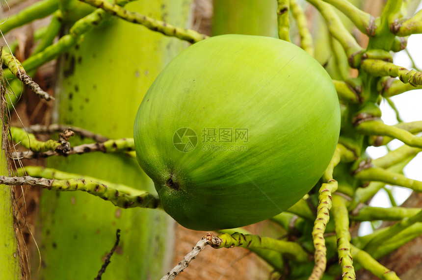 树上椰子气候营养植物学异国果汁牛奶生长假期棕榈维生素图片