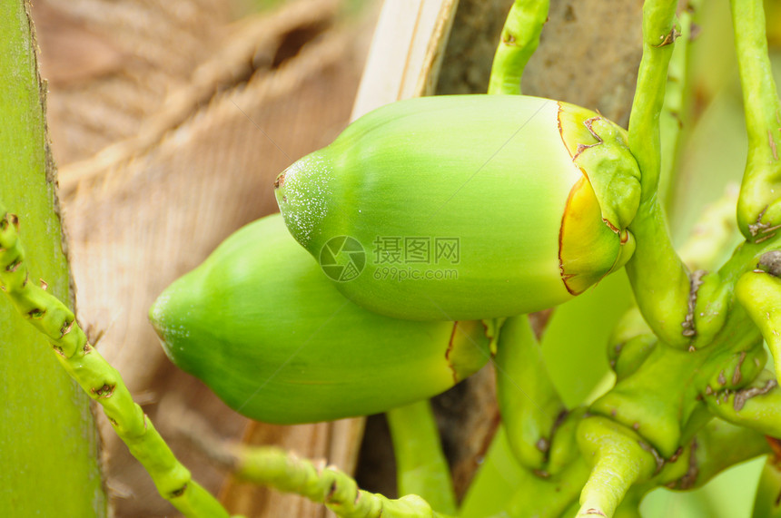 婴儿椰子情调生长花园营养叶子团体异国牛奶热带植物学图片
