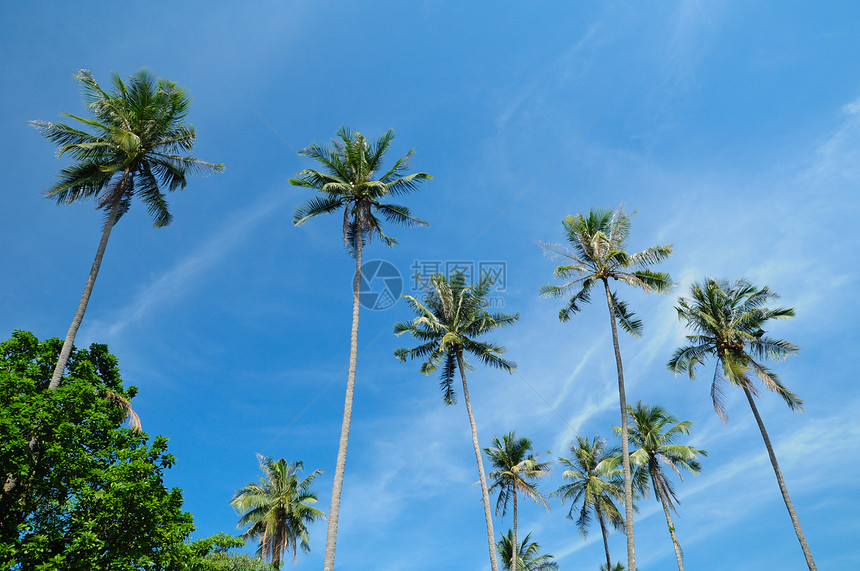椰椰子树情调椰子蔬菜异国植物群营养农场食物生长棕榈图片