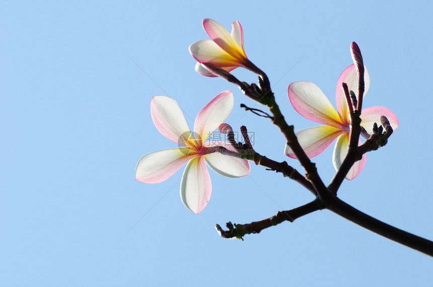 树上美丽的粉红色梅花展示热带植物叶子植物群香味宏观鸡蛋花花瓣季节图片