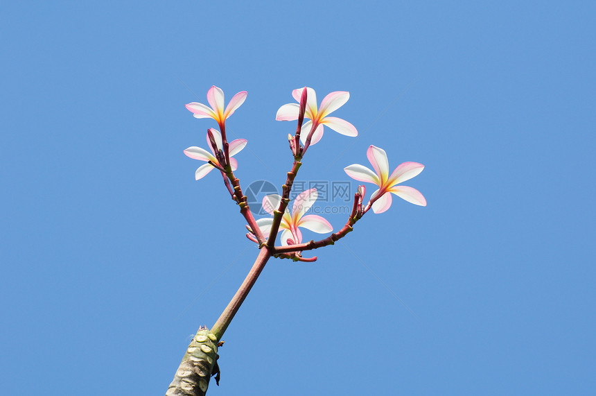 树上美丽的粉红色梅花展示季节花瓣热带植物香味宏观鸡蛋花叶子植物群图片