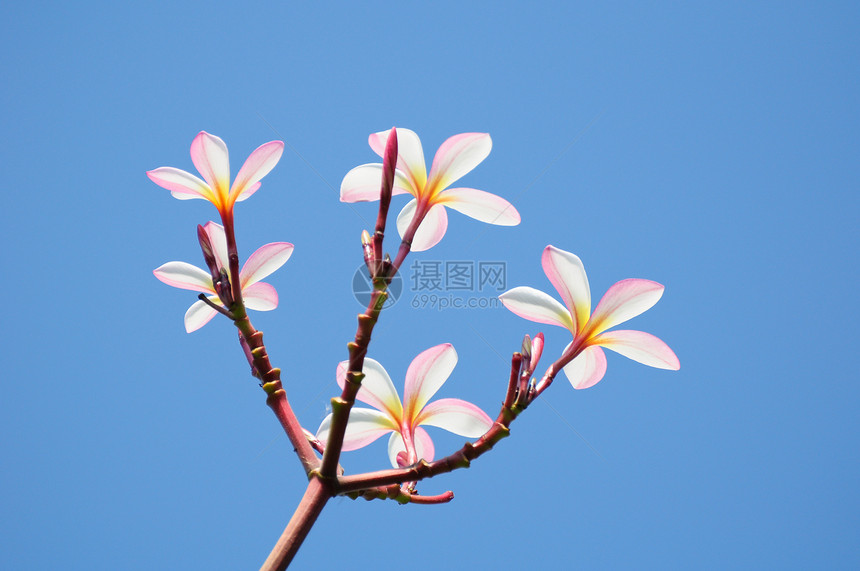 树上美丽的粉红色梅花热带鸡蛋花季节展示植物群香味花瓣叶子宏观植物图片