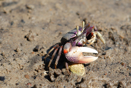 鬼螃蟹生态生物野生动物沿海爪子海洋甲壳眼睛环境警报高清图片