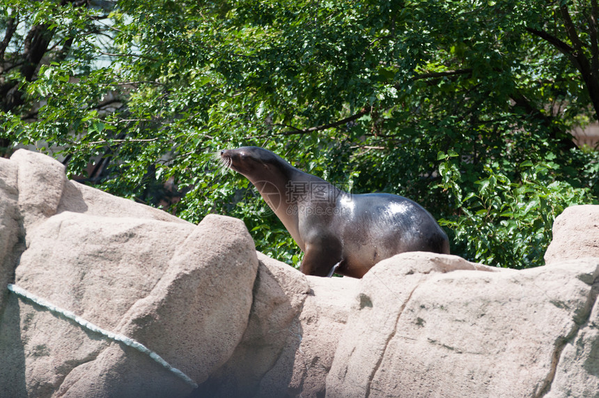 海豹在岩石上行走荒野海狮哺乳动物动物园海狗野生动物图片