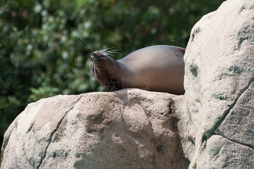 封闭在一块岩石上海豹荒野海狗海狮野生动物哺乳动物动物园图片