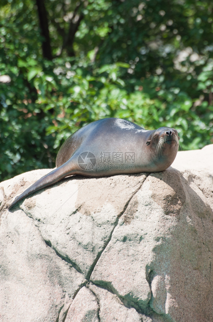 海狮躺在岩石上图片