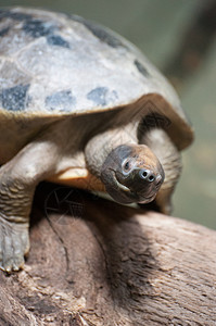 闭闭的海龟爬虫学野生动物荒野乌龟鳄龟爬虫动物园水龟背景图片