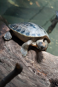 闭闭的海龟乌龟荒野爬虫水龟爬虫学野生动物鳄龟动物园背景图片