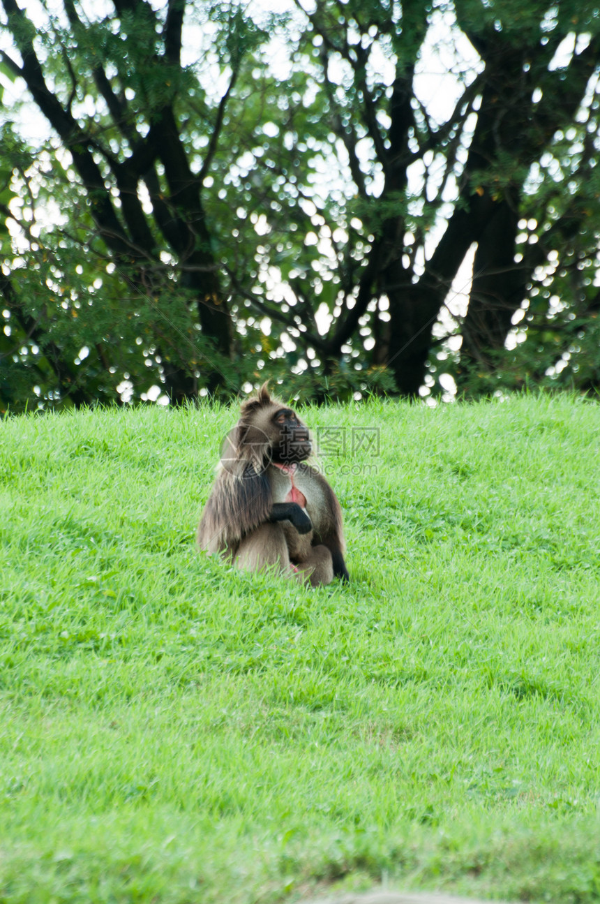 猴子坐在草地上动物园灵长类荒野侏儒猩猩野生动物猿猴哺乳动物猕猴动物图片