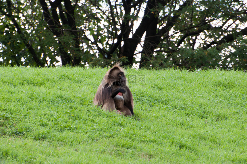 猴子坐在草地上动物园哺乳动物侏儒猩猩野生动物猕猴动物猿猴灵长类荒野图片