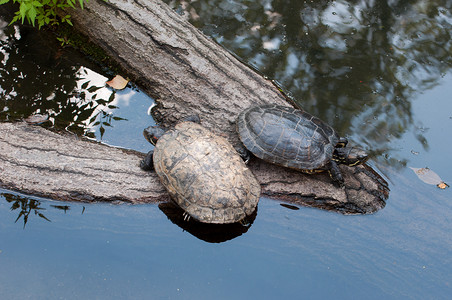 海龟就在水边爬虫野生动物水龟动物园乌龟鳄龟荒野爬虫学背景图片