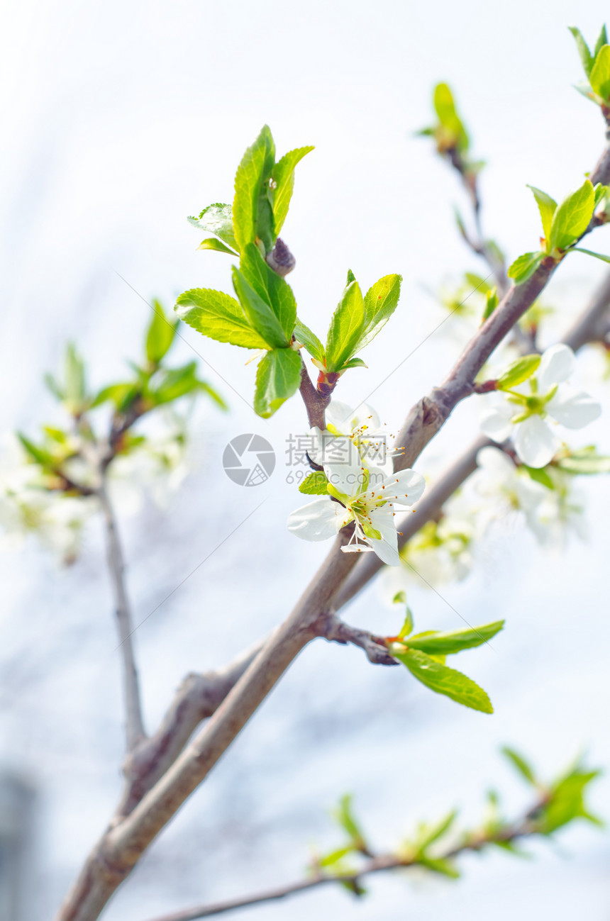 春花生长香气背景花瓣果园植物群园艺植物学季节植物图片