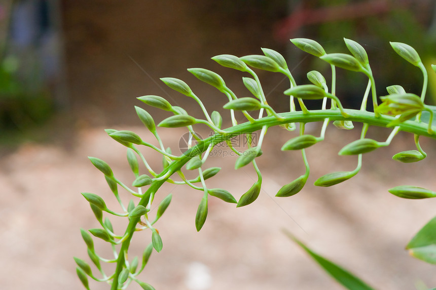 美丽的兰花植物紫色花园背景农村植物群花瓣花束热带植物学图片