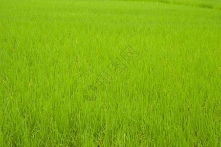 大稻田生长植物收成经济场地农场食物绿色背景图片