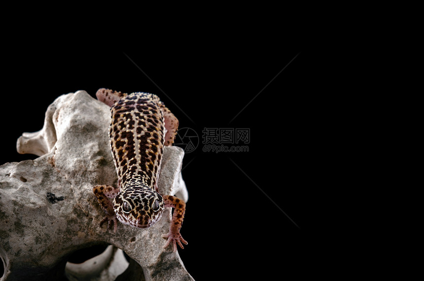 豹式壁虎生物学颜料濒危脊椎动物爬行动物生态石头宠物异国生物图片