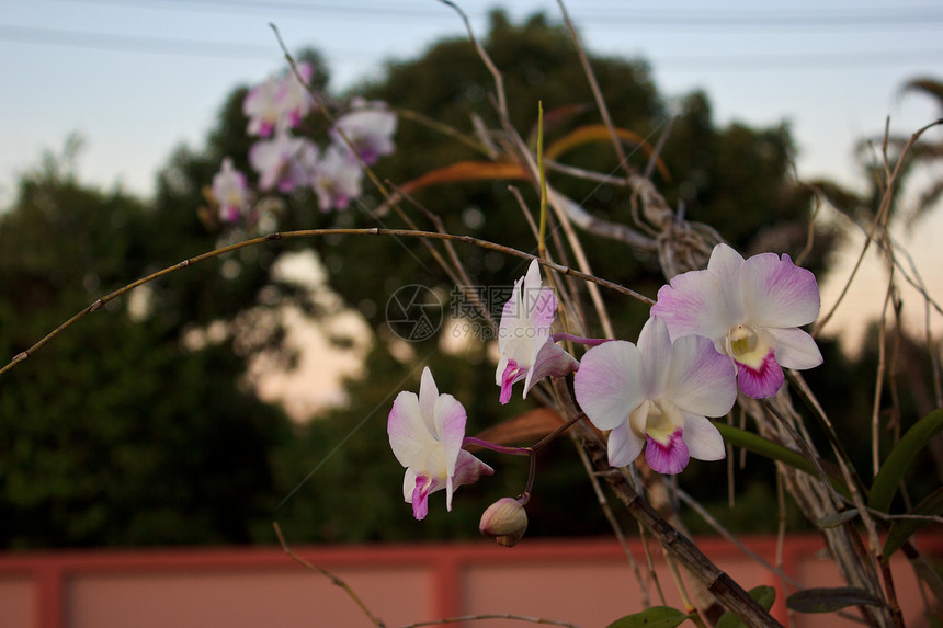 白和粉红色兰花图片