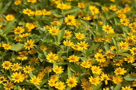 黄色花朵活力园艺绿色草地花园阳光植物场地美丽环境背景图片