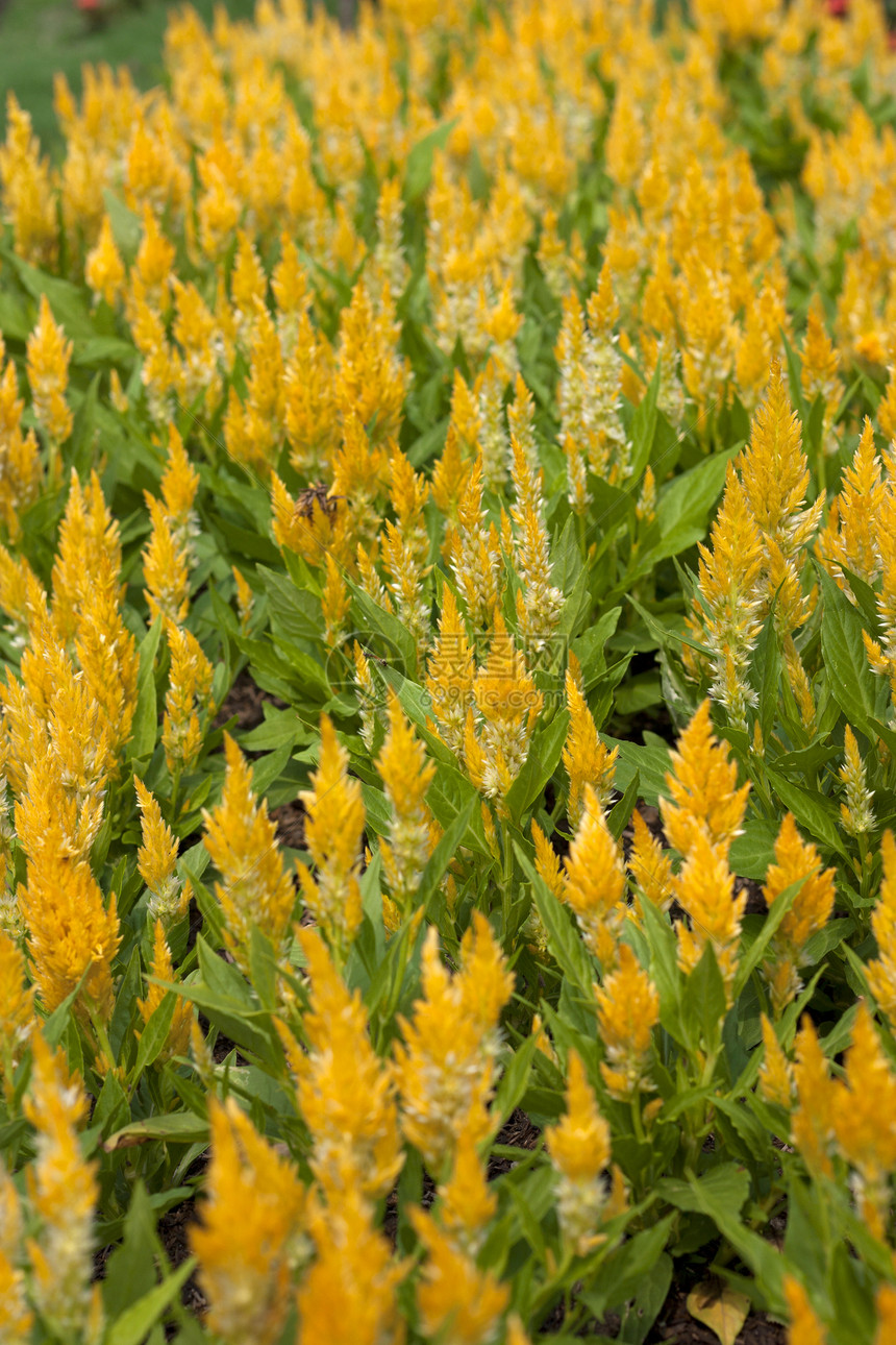 黄色花朵场地绿色花园园艺活力植物群花瓣宏观草地阳光图片