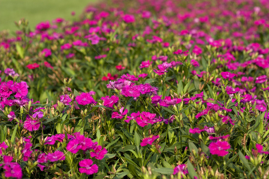 紫色花朵农业花园草本植物季节生长植物季节性环境场地绿色图片