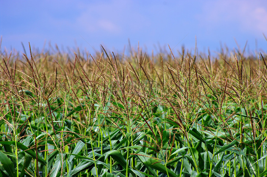 在蓝天上的玉米田中绿色种子环境场景土地季节场地天气生长食物图片