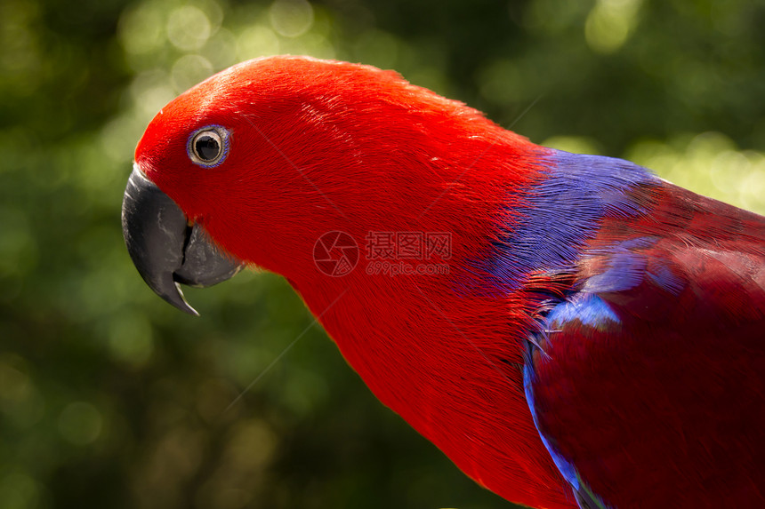 彩色 Lory 鹦鹉镜头金刚鹦鹉栖息地野生动物微笑动物动物园雨林丛林鸟类图片