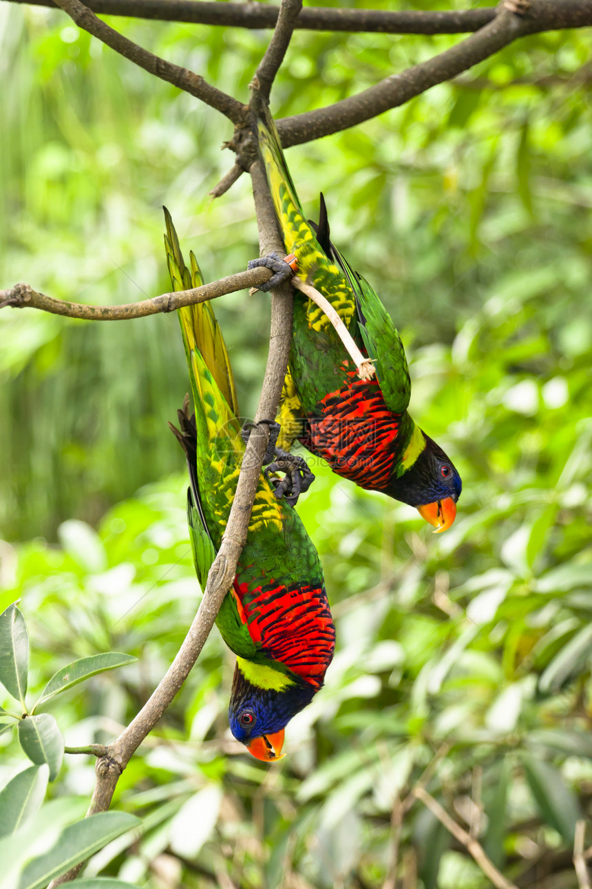 彩虹罗里雨林翅膀特写动物园蓝色橙子荒野伴侣爱情宠物图片
