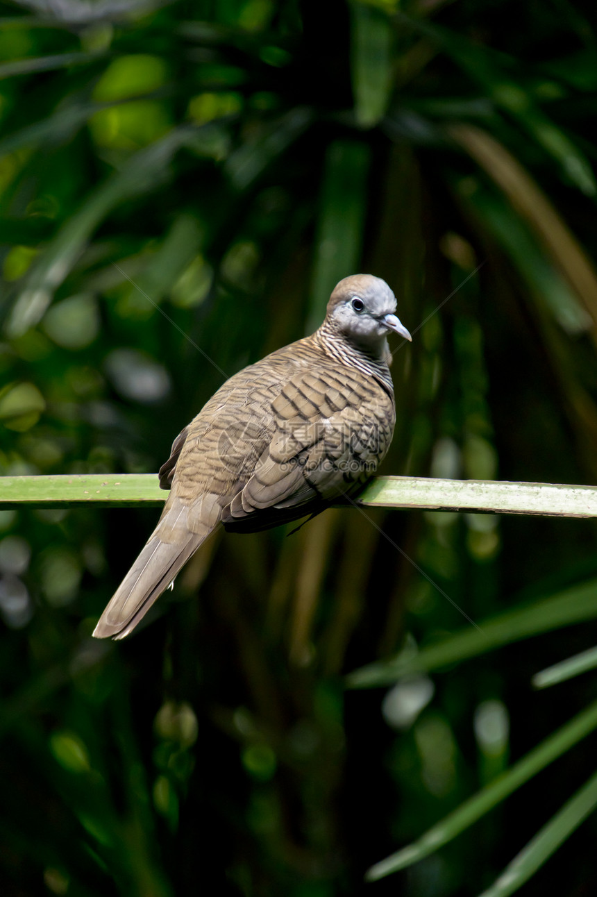 棕色鸽子斑鸠航班翅膀鸣禽灰色观鸟森林栖息鸟类特写图片