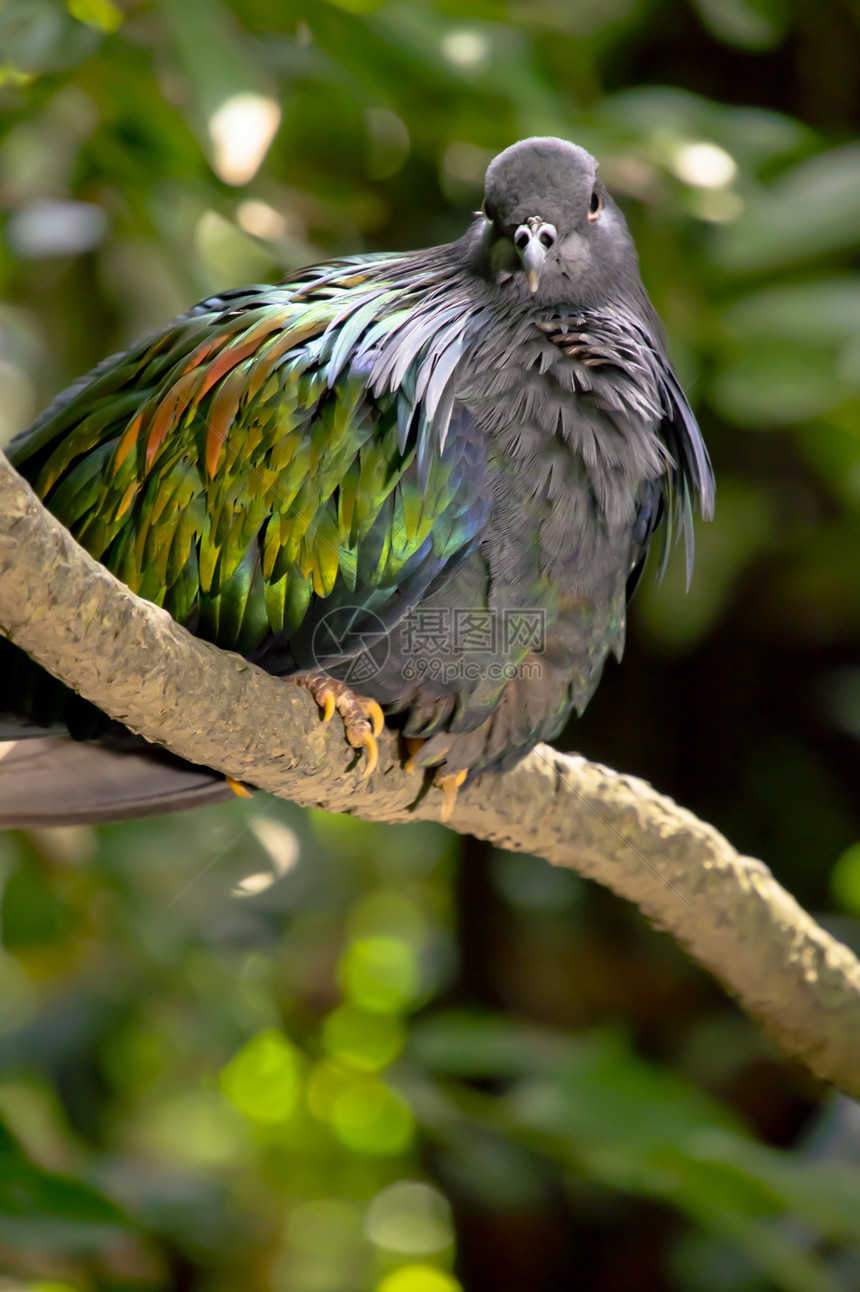 尼科巴鸽森林羽毛自由动物蓝色旅行野生动物背光公园俘虏图片