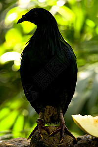 尼科巴鸽自由树干动物园野生动物旅行俘虏羽毛荒野鸽子背光背景
