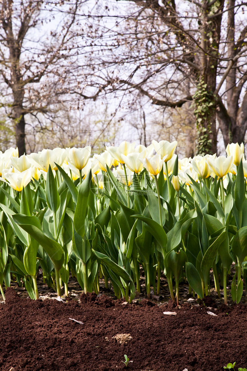 Tulips  雅普根品种植物边界花瓣植物群花店季节花园阳光叶子公园图片