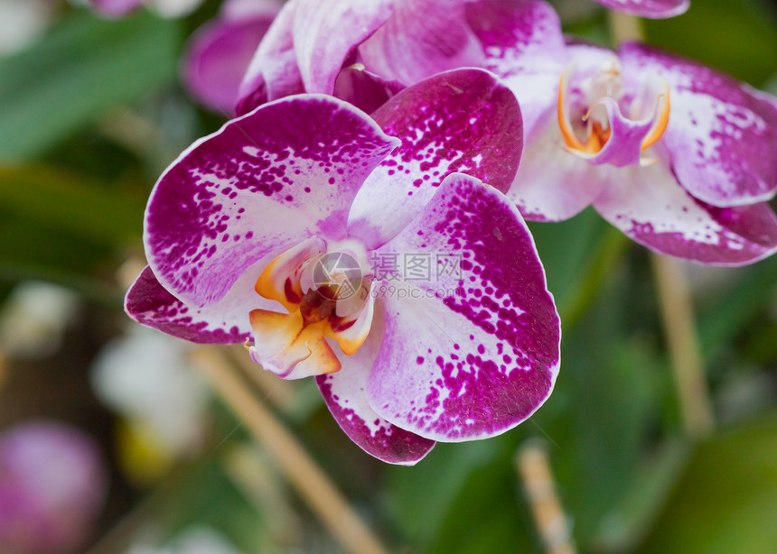 美丽的兰花植物学风格花园植物热带背景环境紫色装饰农村图片