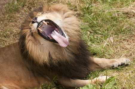 非洲狮子大赛背景图片