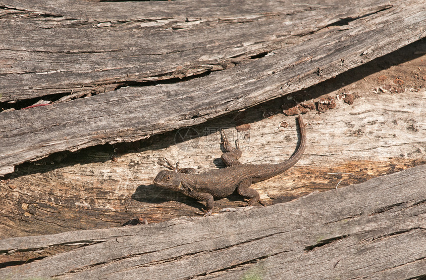 西部长林蜥蜴栅栏日志爬行动物爬虫木头图片